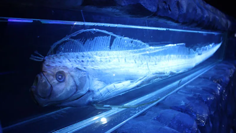 Giant Oarfish in natural habitat