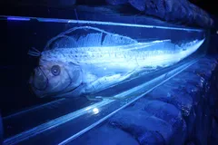 Giant Oarfish in natural habitat