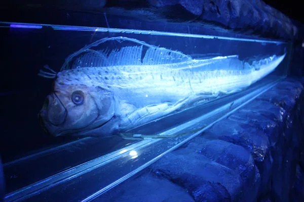 Giant Oarfish in natural habitat