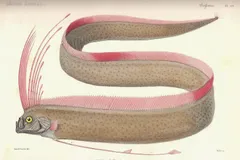 Giant Oarfish in natural habitat
