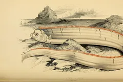 Giant Oarfish in natural habitat
