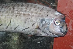 Giant Oarfish in natural habitat