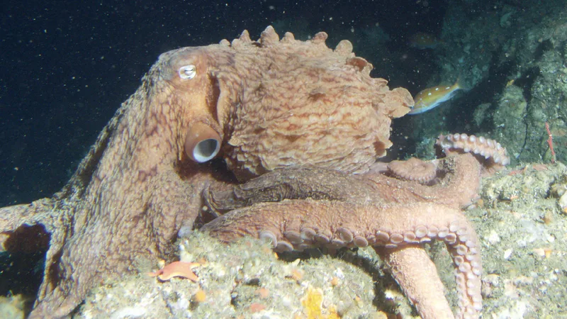 Giant Pacific Octopus in natural habitat