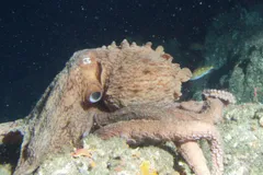 Giant Pacific Octopus in natural habitat
