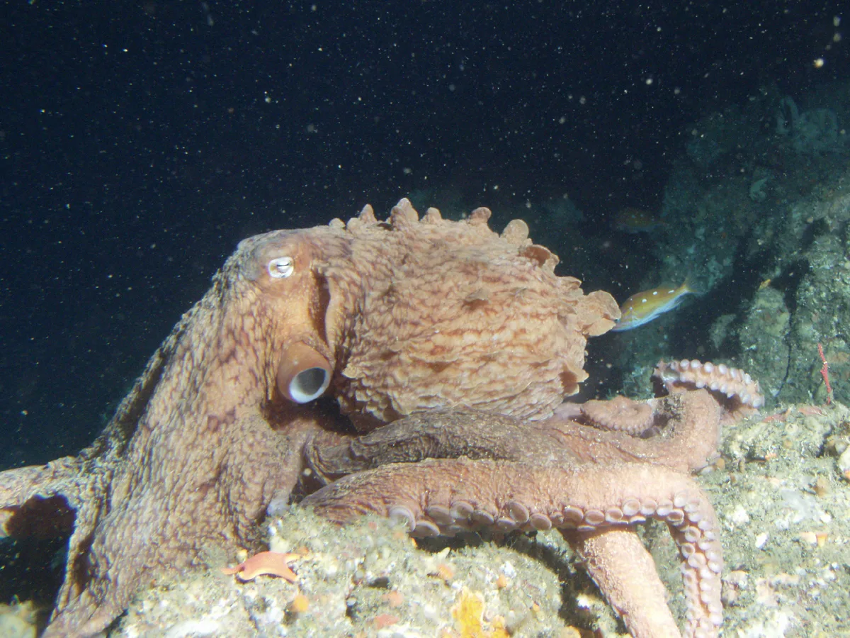 Giant Pacific Octopus in natural habitat