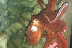 Giant Pacific Octopus in natural habitat