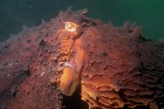 Giant Pacific Octopus in natural habitat
