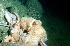 Giant Pacific Octopus in natural habitat
