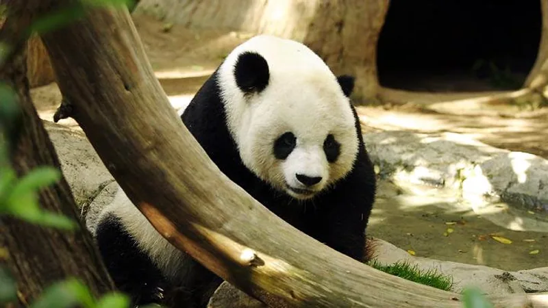 Giant Panda in natural habitat