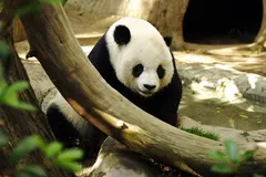Giant Panda in natural habitat
