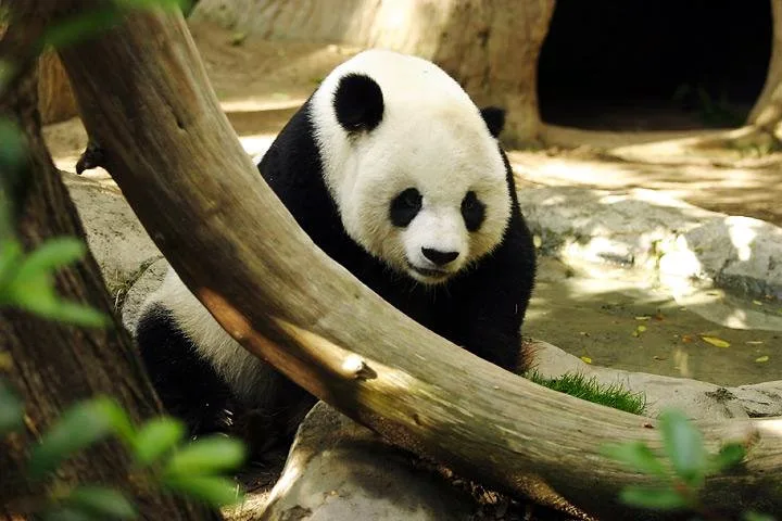 Giant Panda in natural habitat