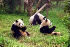 Giant Panda in natural habitat