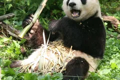 Giant Panda in natural habitat