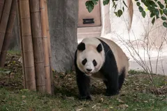 Giant Panda in natural habitat