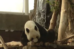 Giant Panda in natural habitat