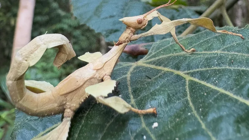Giant prickly stick insect on a broad green leaf, its curled body like a dead leaf