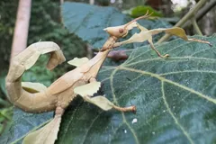 Giant Prickly Stick Insect