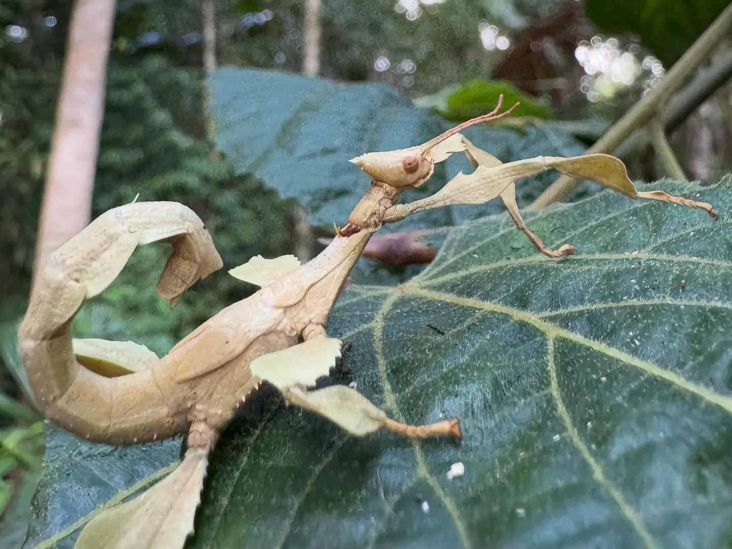 Giant prickly stick insect on a broad green leaf, its curled body like a dead leaf