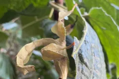 Brown giant prickly stick insect among leaves in a forest understorey