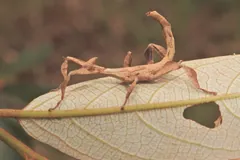 Pale giant prickly stick insect walking along the underside of a leaf