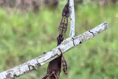 Dark giant prickly stick insect hanging from a dry twig above grass