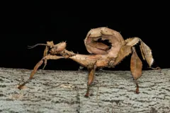 Female giant prickly stick insect on a log with its spiny abdomen curled over its back