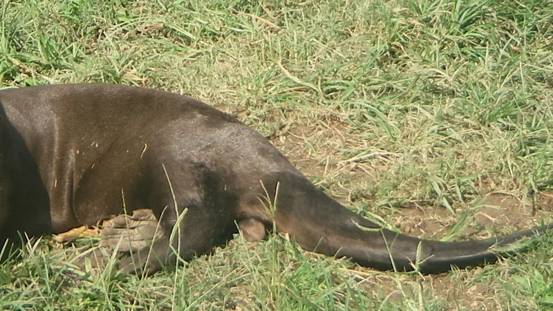 Giant River Otter in natural habitat