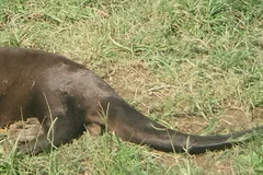 Giant River Otter in natural habitat