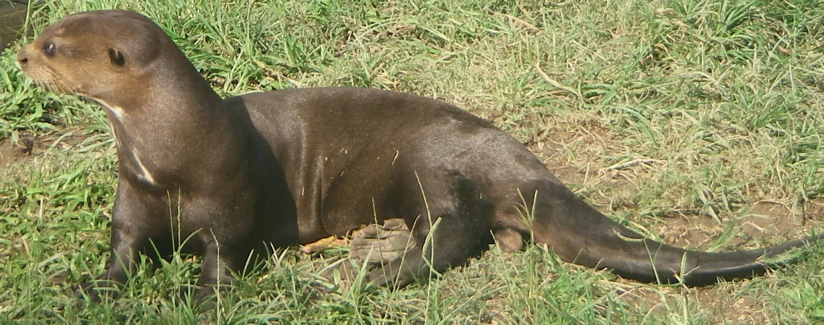 Giant River Otter in natural habitat