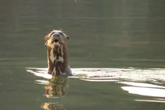 Giant River Otter in natural habitat