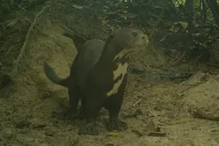 Giant River Otter in natural habitat
