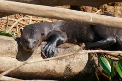Giant River Otter in natural habitat