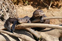 Giant River Otter in natural habitat