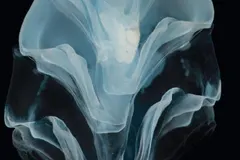 Giant Siphonophore (Apolemia sp.) photographed in wild deep-sea bathypelagic zone