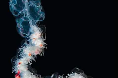Giant Siphonophore (Apolemia sp.) photographed in wild deep-sea bathypelagic zone