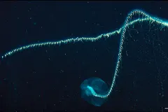 Giant Siphonophore (Apolemia sp.) photographed in wild deep-sea bathypelagic zone