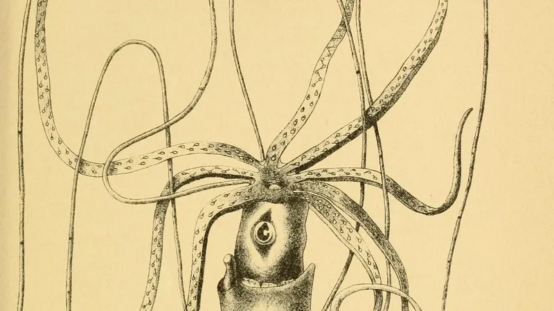 Illustration of a giant squid from the side, with eight arms and two very long feeding tentacles