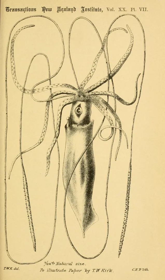 Illustration of a giant squid from the side, with eight arms and two very long feeding tentacles