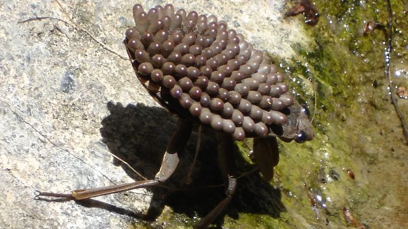 Giant Water Bug (Belostomatidae) in natural habitat
