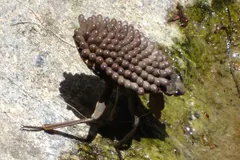 Giant Water Bug (Belostomatidae) in natural habitat