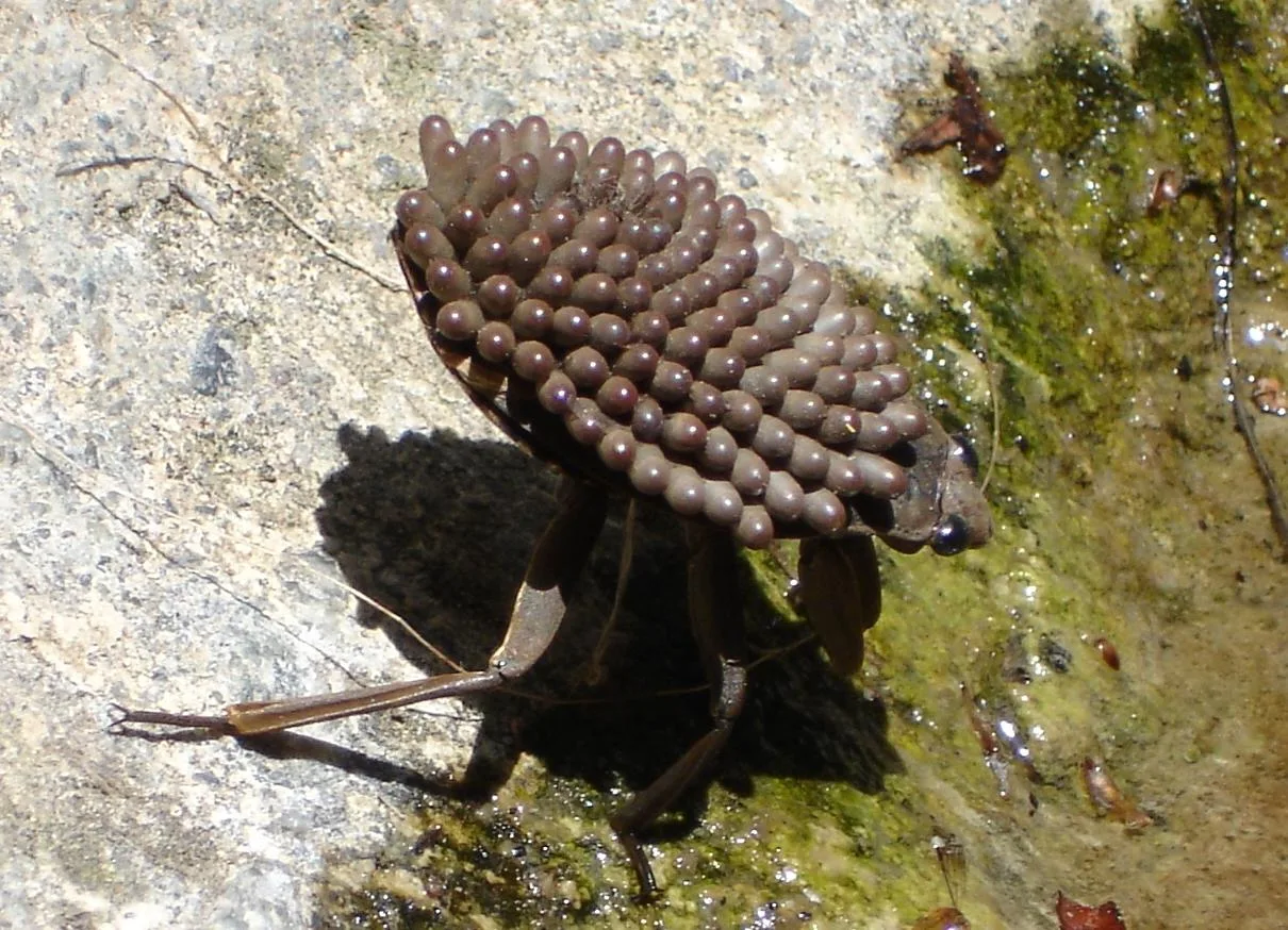 Giant Water Bug (Belostomatidae) in natural habitat
