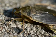 Giant Water Bug (Belostomatidae) in natural habitat