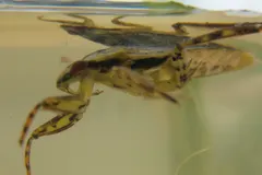 Giant Water Bug (Belostomatidae) in natural habitat