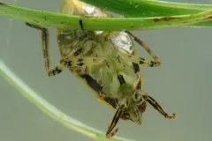 Giant Water Bug (Belostomatidae) in natural habitat