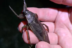 Giant Water Bug (Belostomatidae) in natural habitat