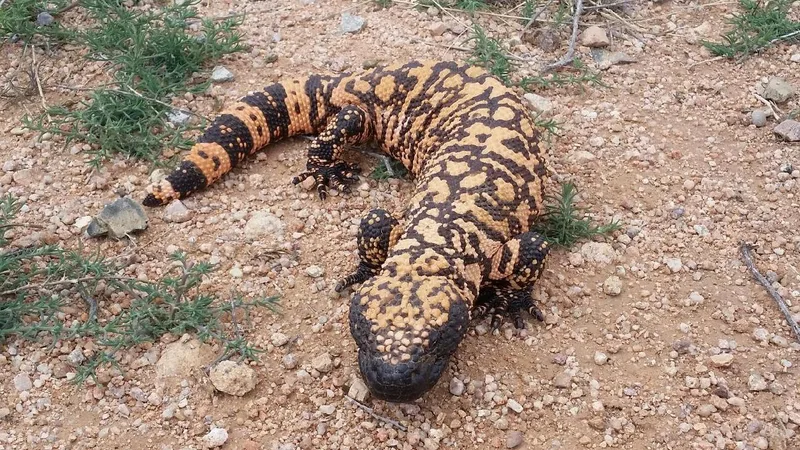 Gila Monster in natural habitat