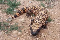 Gila Monster in natural habitat