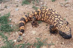 Gila Monster in natural habitat
