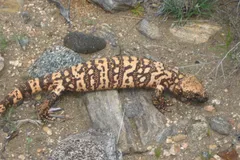 Gila Monster in natural habitat