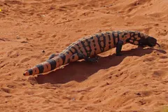 Gila Monster in natural habitat
